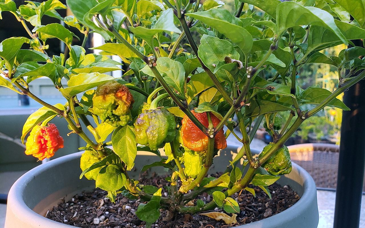 Carolina Reaper Hot Pepper