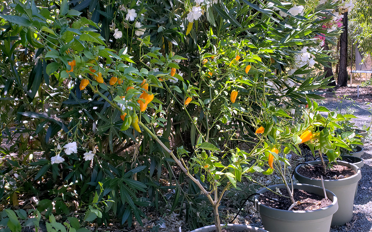 Yellow Ghost Hot Pepper