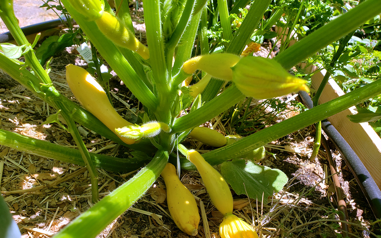 Summer Squash