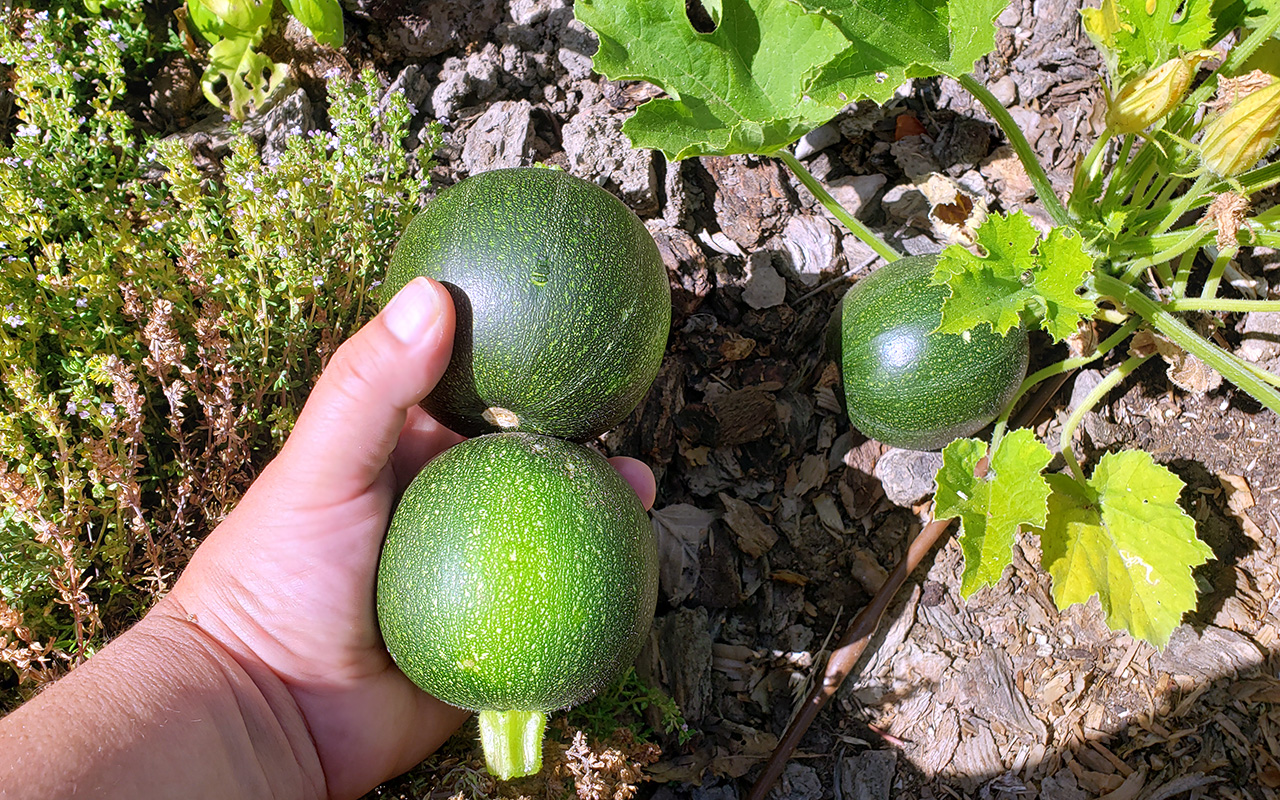 Yellow Crookneck Squash
