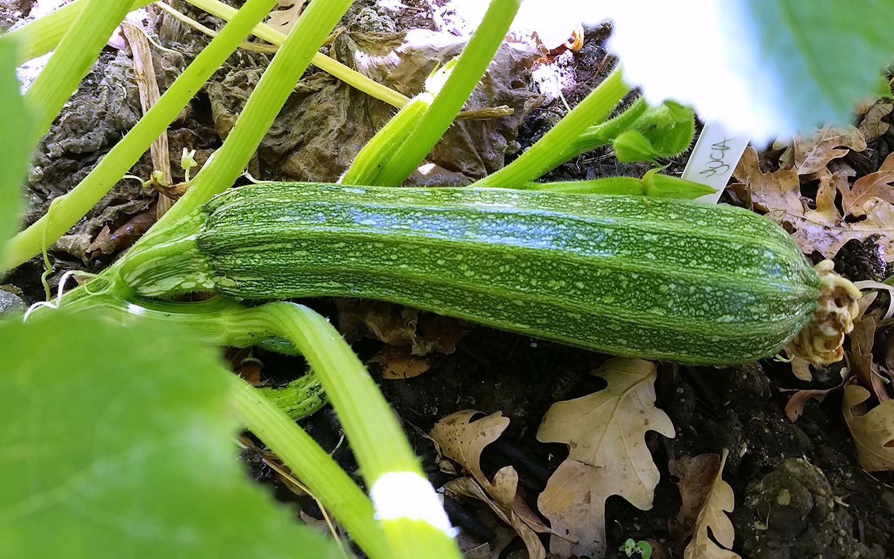 Italian Striped Zucchini
