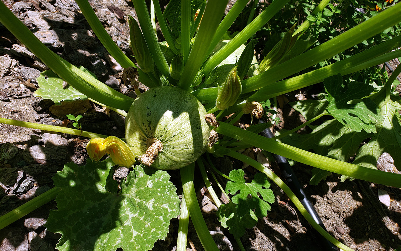 Ronde de Nice Zucchini