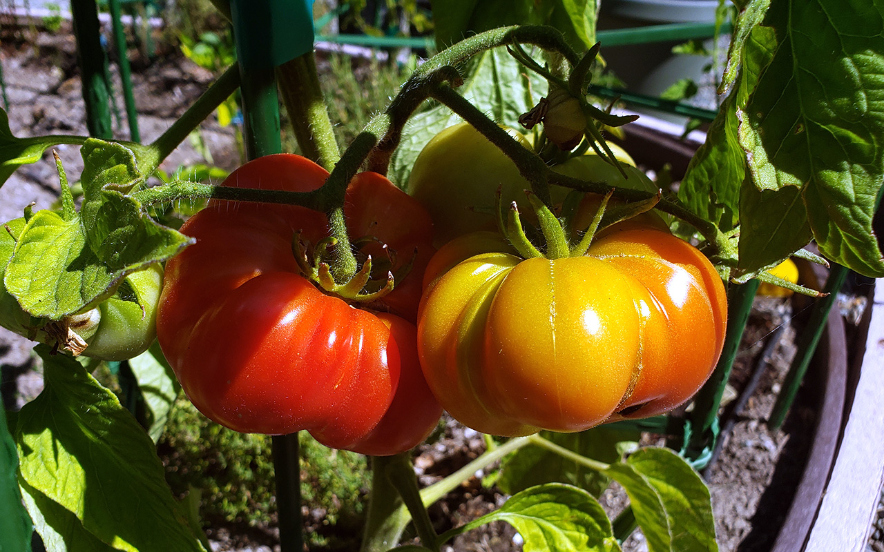 Brandywine Heirloom Tomato