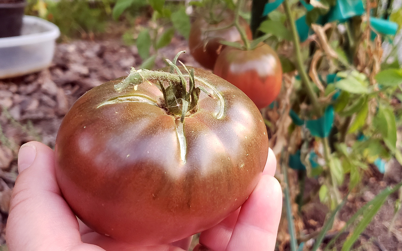 Cherokee Purple Heirloom Tomato
