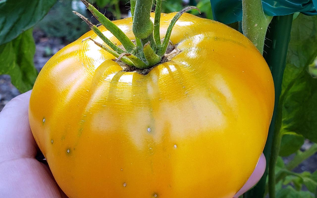 Pineapple Heirloom Tomato